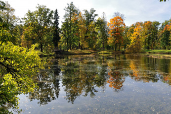 Картинка парк петербурга природа деревья пруд