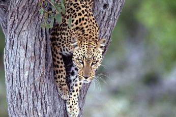 Картинка животные леопарды дерево взгляд