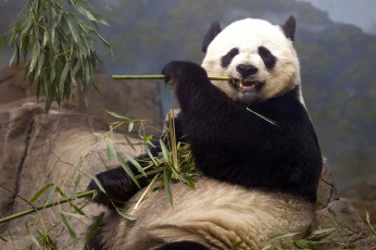 Картинка животные панды мишка обед смешной