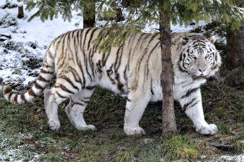 Картинка животные тигры красавец хищник