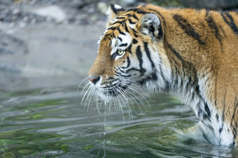 Картинка животные тигры вода профиль