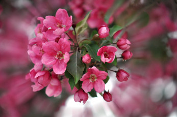 Картинка цветы цветущие деревья кустарники цветение весна макро