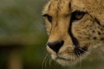 Картинка животные гепарды кошка морда хищник