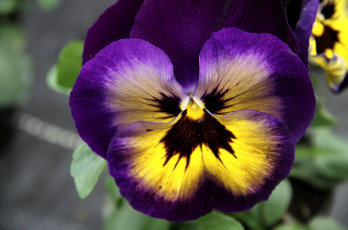 Картинка цветы анютины глазки садовые фиалки фиолетовый виола