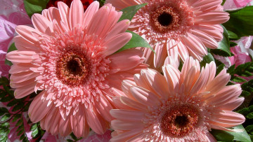 Картинка цветы герберы розовые букет
