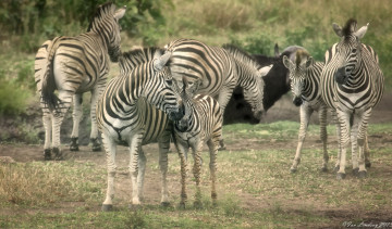Картинка животные зебры жеребёнок