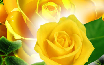 Картинка цветы розы роза лепестки бутон