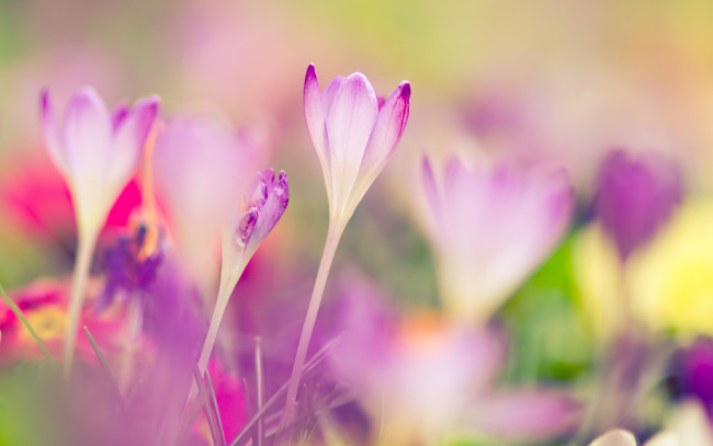 Обои картинки фото цветы, крокусы, дымка, фиолетовые, тонкие
