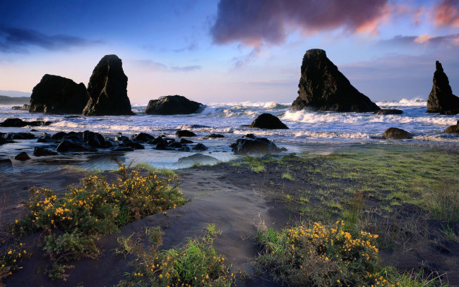 Обои картинки фото природа, побережье, океан, скалы, пляж, цветы