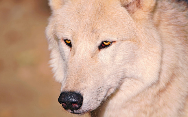 Обои картинки фото животные, волки, глаза, белый, волк, нос