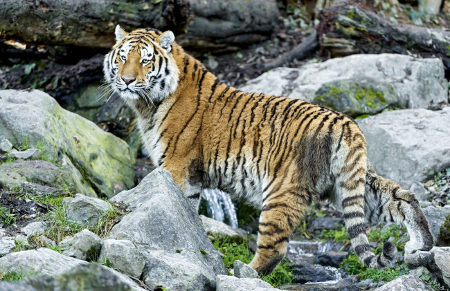 Обои картинки фото животные, тигры, камни, хищник, взгляд