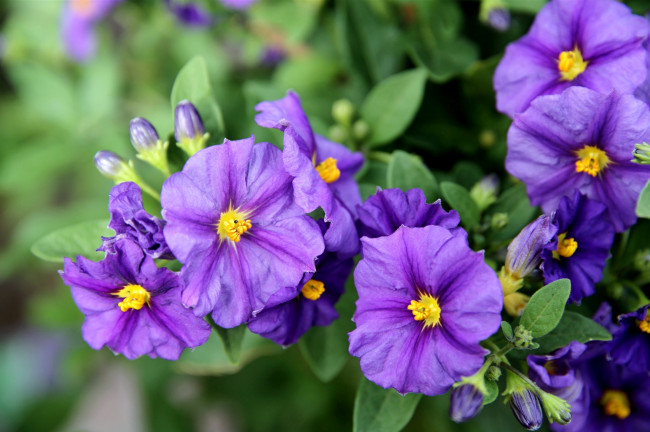 Обои картинки фото цветы, фиолетовый