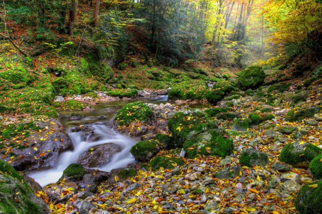 Обои картинки фото природа, реки, озера, лес, речка, камни, мох, листва