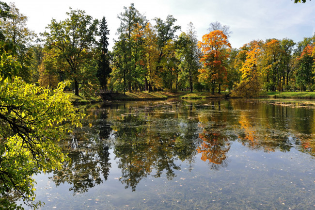 Обои картинки фото парк, петербурга, природа, деревья, пруд