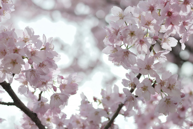 Обои картинки фото цветы, сакура, вишня, весна, дерево, ветки, цветение