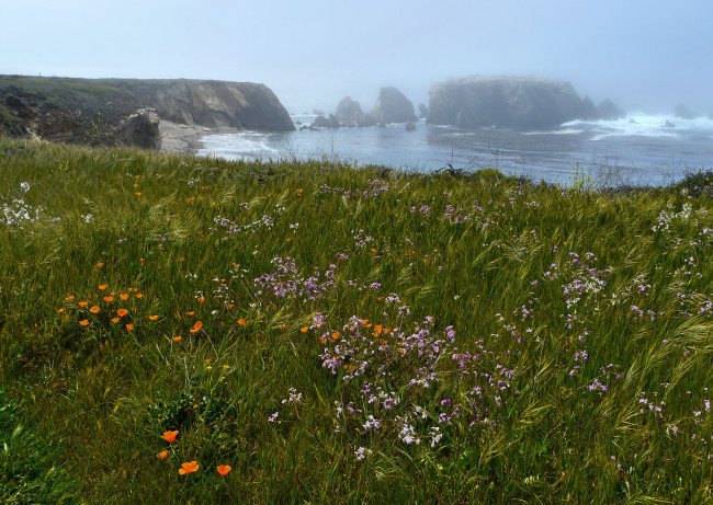 Обои картинки фото природа, побережье, растительность, туман, море, берег