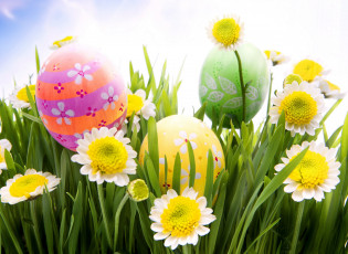 Картинка праздничные пасха easter spring sunshine meadow grass flowers eggs camomile daisy весна трава ромашки яйца цветы