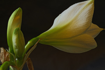 обоя amaryllis, цветы, амариллисы,  гиппеаструмы, цветок
