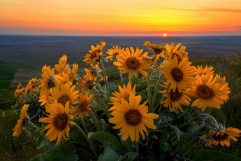 Картинка цветы подсолнухи весна steptoe butte state park штат сша вашингтон balsamorhiza sagittata вечер май