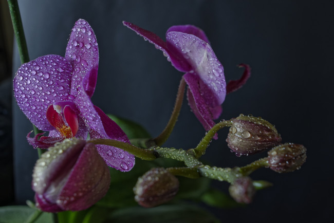 Обои картинки фото phaleonopsis, цветы, орхидеи, цветок