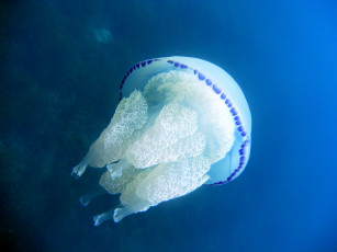 обоя животные, медузы, подводный, мир, медуза, океан, море