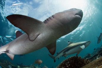 Картинка животные акулы охота рыбы подводный мир жор shark океан море хищник