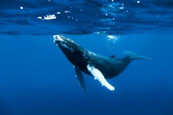 Картинка животные киты +кашалоты морские океан море млекопитающее кит