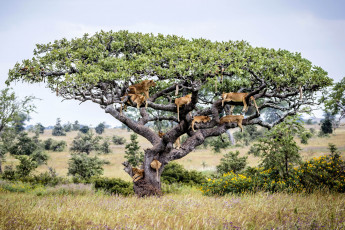 Картинка животные львы дерево сафари прайд