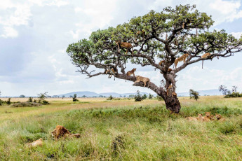 Картинка животные львы прайд сафари дерево