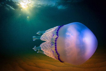 Картинка животные медузы медуза океан море подводный мир