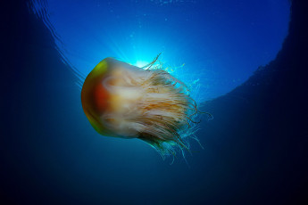 обоя животные, медузы, океан, море, подводный, мир, медуза