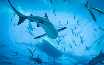 Картинка животные акулы подводный мир океан море хищник рыбы жор охота shark