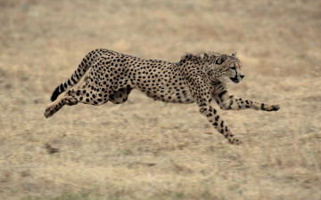 Картинка животные гепарды саванна бег гепард хищник