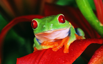 Картинка животные лягушки цветок зеленая лягушка