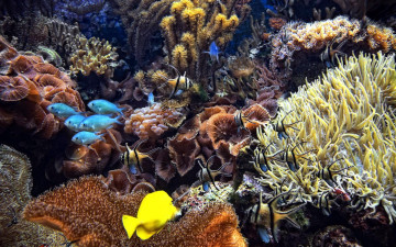 Картинка животные морская+фауна кораллы камни полипы рыбы актинии дно океан море