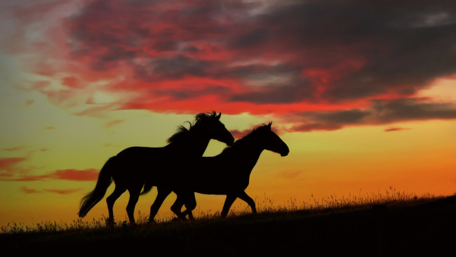 Обои картинки фото животные, лошади, закат, силуэты, облака, пара