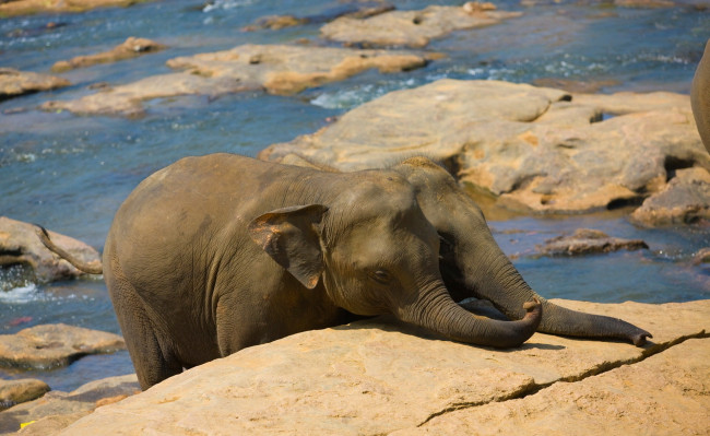 Обои картинки фото животные, слоны, река, камни, слонята