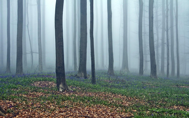 Обои картинки фото природа, лес, деревья, туман, трава, листья, цветы