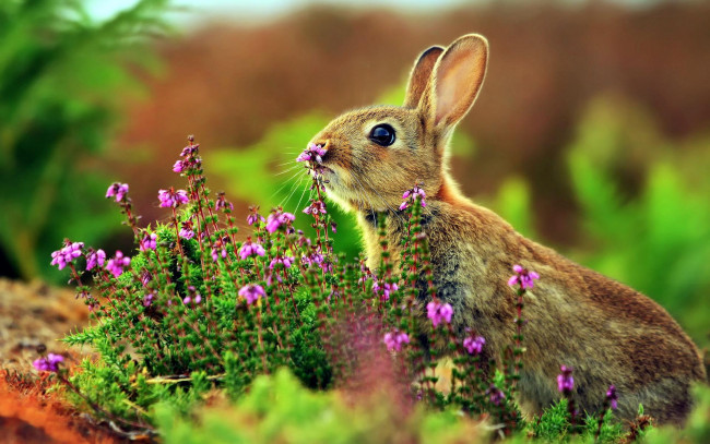 Обои картинки фото животные, кролики,  зайцы, поляна, цветы, заяц