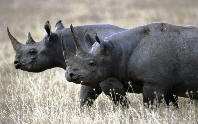 Обои картинки фото животные, носороги, пара, трава, саванна