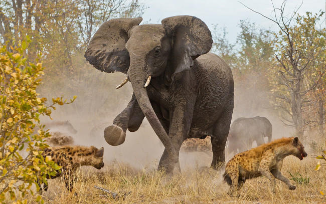 Обои картинки фото животные, разные вместе, млекопитающие, природа, саванна, борьба, противостояние, гиены, слоны