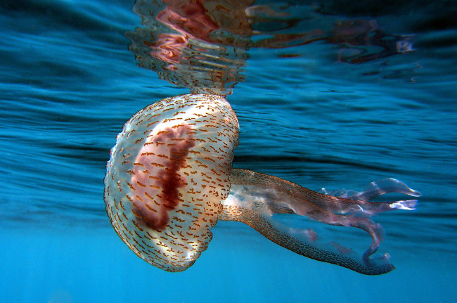 Обои картинки фото животные, медузы, океан, море, подводный, мир, медуза