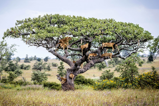 Обои картинки фото животные, львы, дерево, сафари, прайд