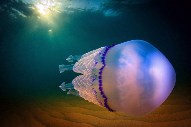 Обои картинки фото животные, медузы, медуза, океан, море, подводный, мир