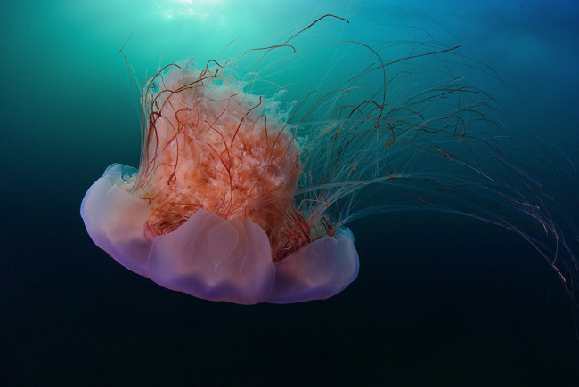 Обои картинки фото животные, медузы, океан, медуза, подводный, мир, море