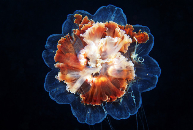 Обои картинки фото животные, медузы, медуза, океан, море, подводный, мир