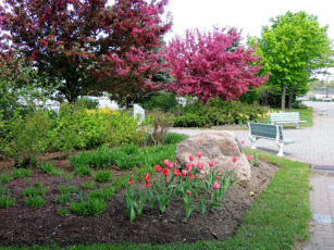 Картинка природа парк скамейки тюльпаны клумбы