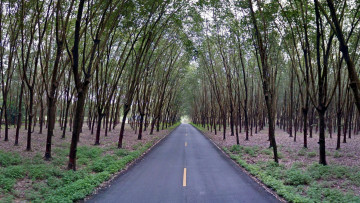 Картинка природа дороги дорога разметка деревья
