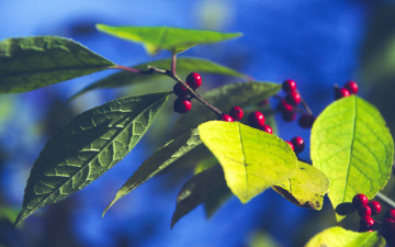 Картинка природа Ягоды ягоды ветка листья