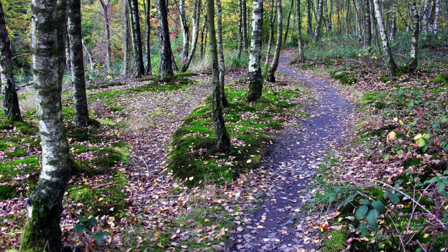 Обои картинки фото природа, лес, осины, осень, листва